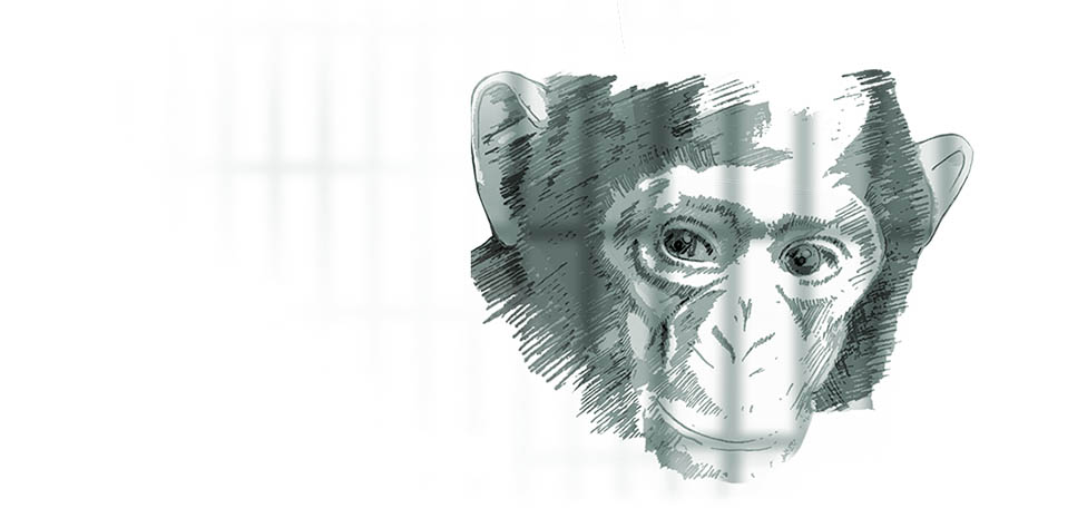 Illustration of a captive baby chimp