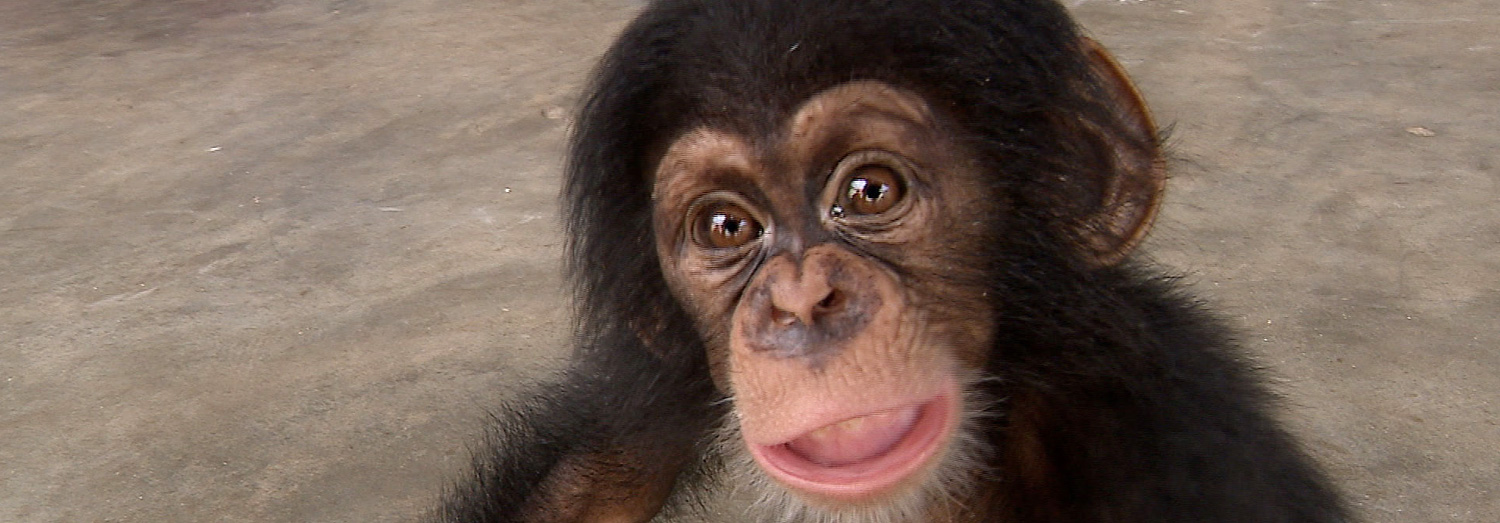 A two-month old chimp, held captive by smugglers