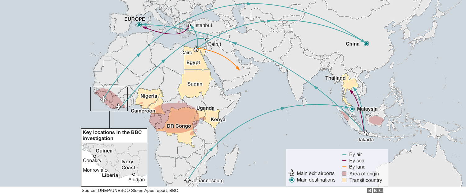 Map showing main trafficking routes for smuggling apes