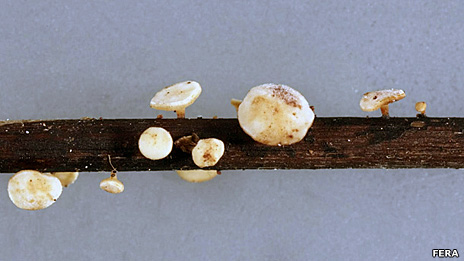 Fungi on ash leaf stalk