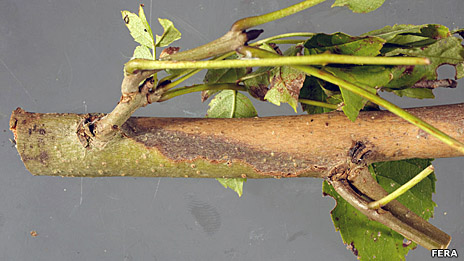 Lesion on ash tree