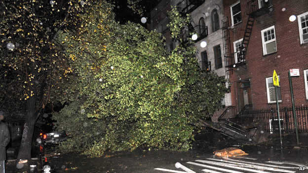 Fallen tree