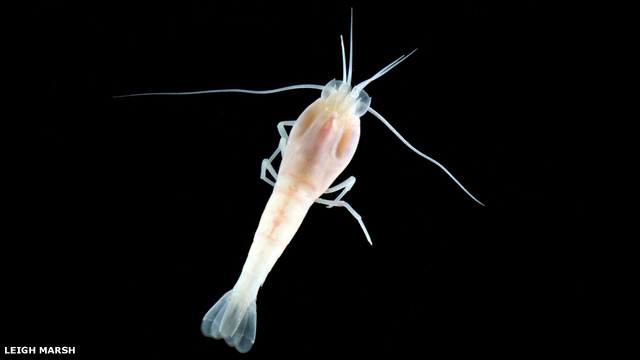 Rimicaris hybisae shrimp